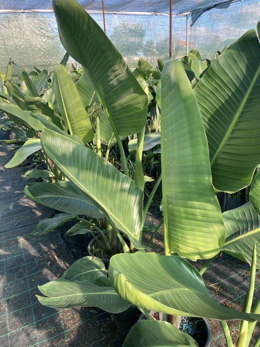 Estrelicia augusta/ estrelicia gigante