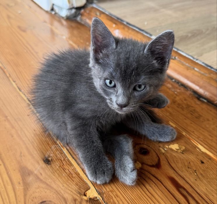 Gatinhas para adoção responsável