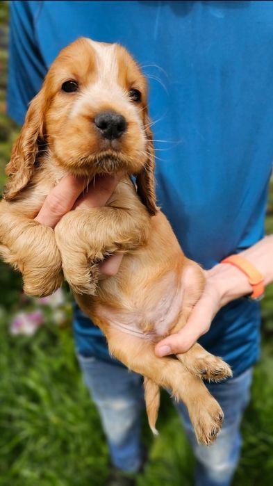 Cocker Spaniel Angielski- cudowny piesek złoty - Biszkoptowy  Rodowód