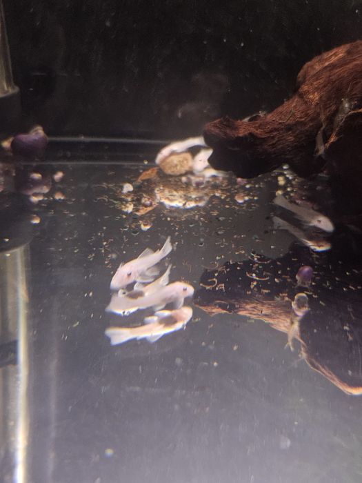 Анциструс snow White не вуаль