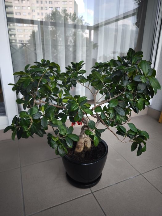 Ficus 'Ginseng' ~ 65 cm wysoki z ozdobną czarną ceramiczną doniczką