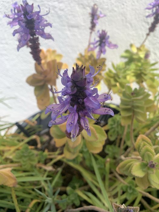Muda de Suculenta com flor lilas