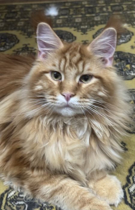 Kocurek rudy Maine Coon