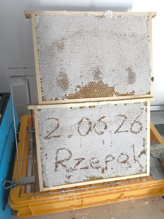 Świeży Miód Rzepakowy [Zbiór 2026] – Prosto z Własnej