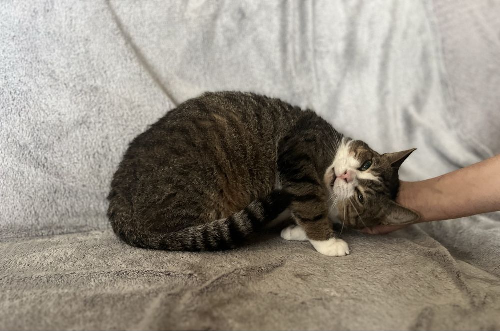 Kociaki szukają domków