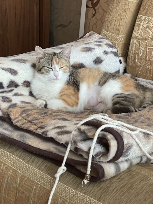Кіця кішка кішечка кошка
