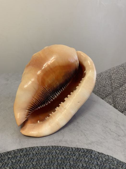 Морская ракушка из о.Маврикий