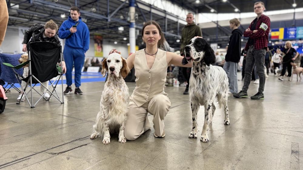 English  setter / Rose del Wind
