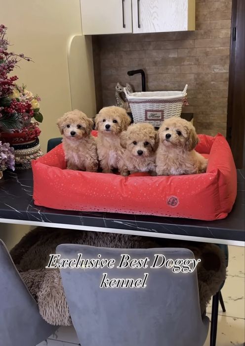 Міні карамельні цуценята мальтіпу. Найкрасивіші мальтіпу ф1