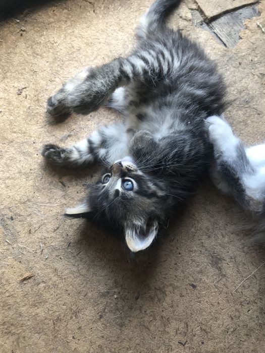 Котята в добрі руки