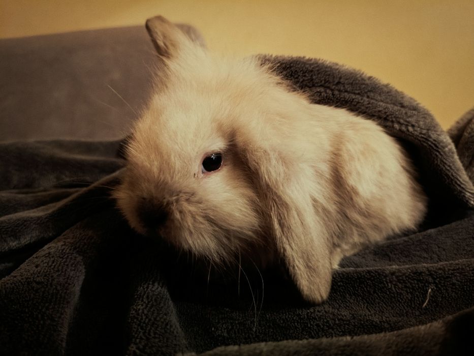 Króliczki Rasy Karzełki,Baranki,Mini Lop