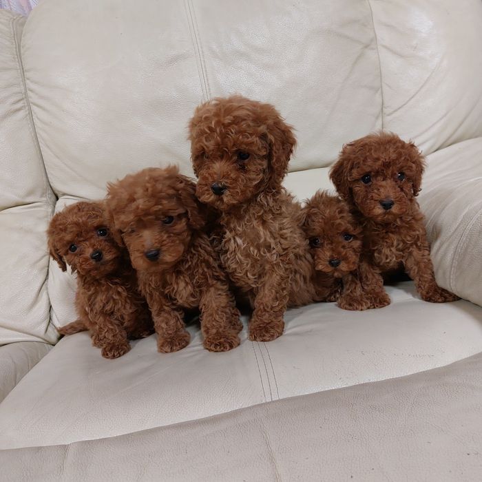 Тойчики мальчики и девочки