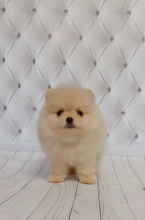 Маленькі ведмежата