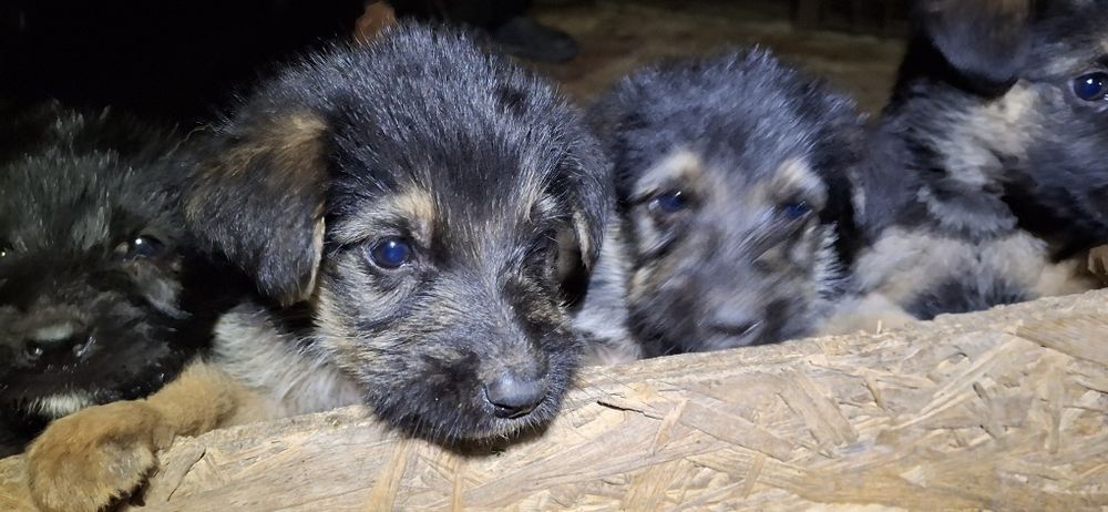 УВАГА!, ШАРА,Роздаю безкоштовно цуценят німецької крові