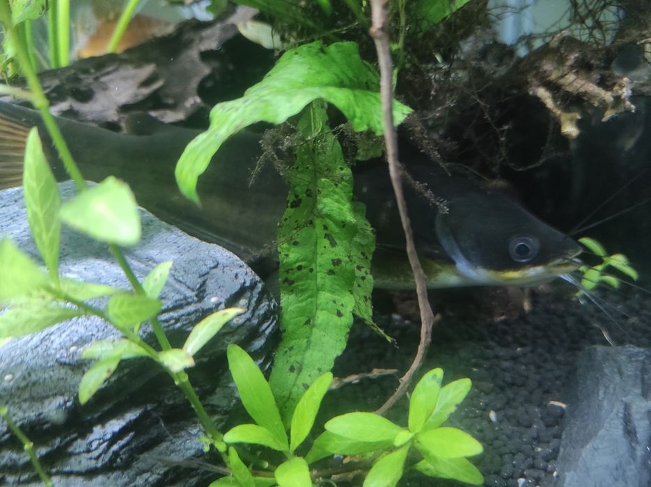 Sum akwarystyczny Mystus nigriceps