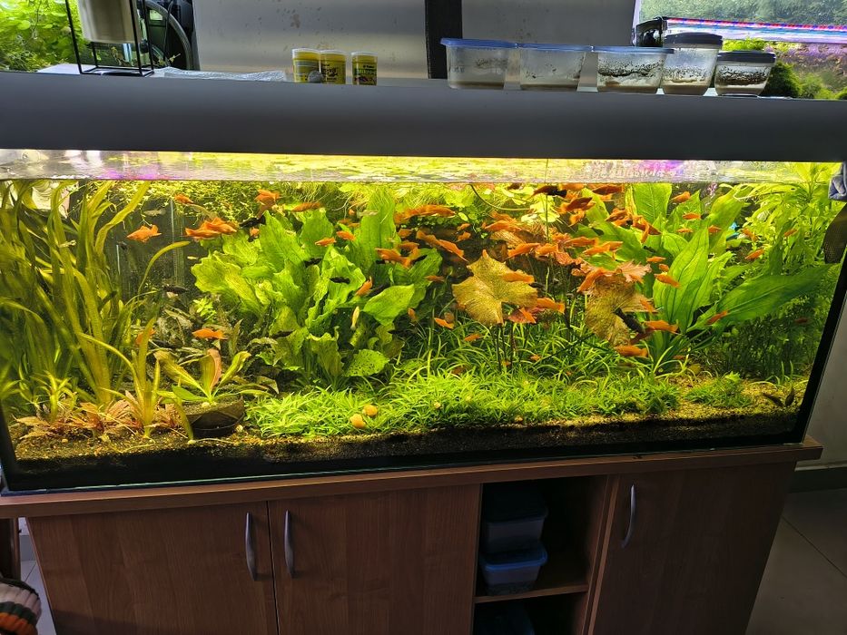 Rośliny akwariowe różne gatunki