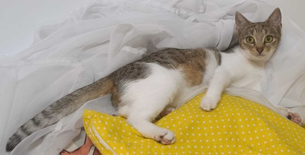 Urocza kotka szuka kochającego domu