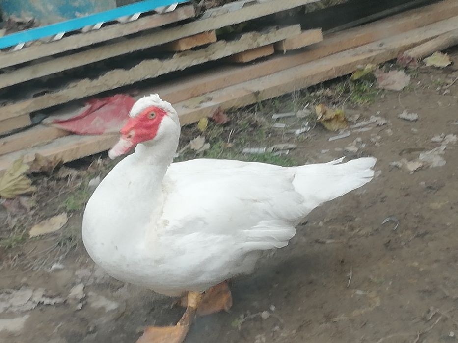 Продам мускусних качок