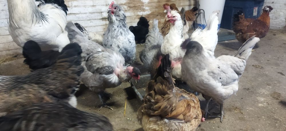 Інкубаційне яйця курей