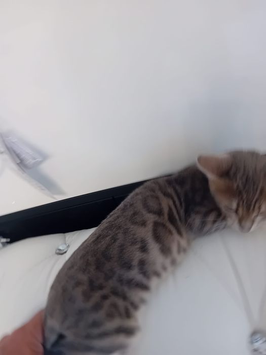 Kocurek Bengalski Niebieski