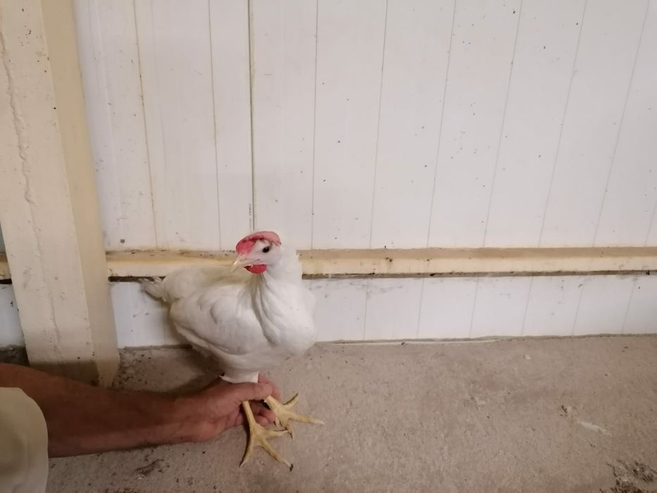 Leghorn z pierwszym Jajkiem, Nioski Leghorny. Wysyłka!