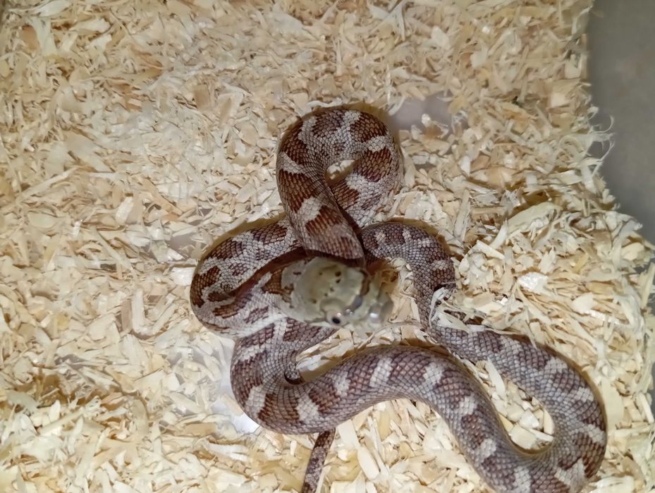Pantherophis obsoletus PARA