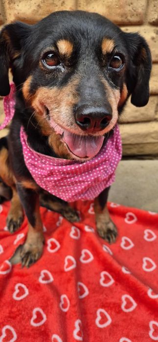 Nakolankowa, łagodna suczka szuka rodziny