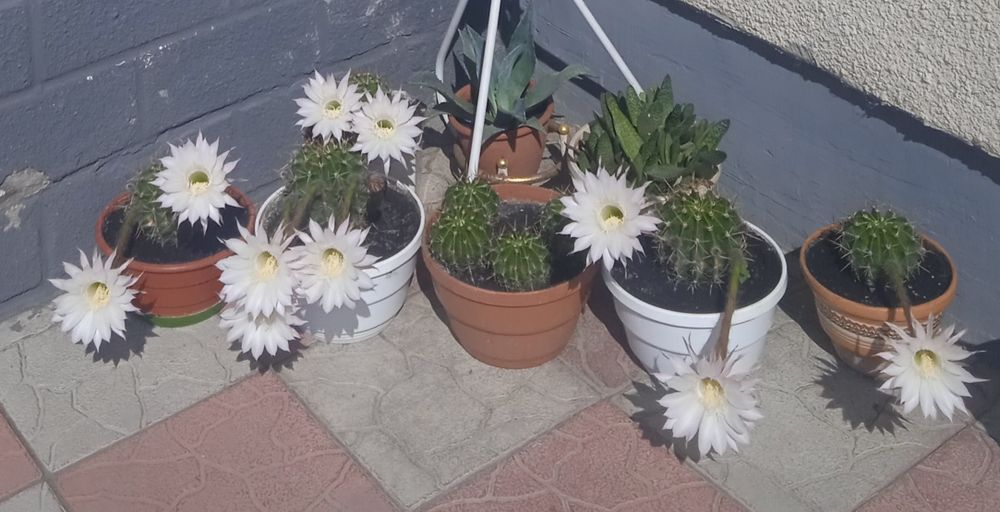 Квітучі кактуси різних розмірів