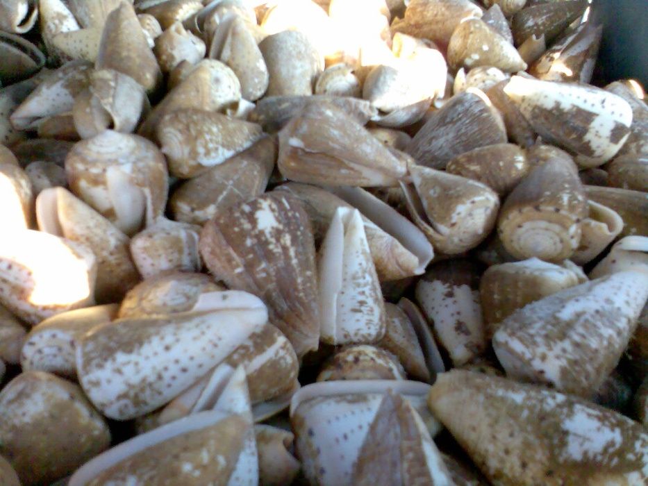 Conchas e búzios forma cone (conus)-kg