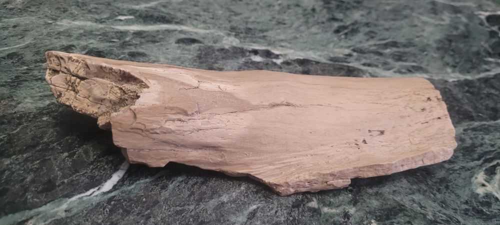 Skamieniale drewno 24x9cm
