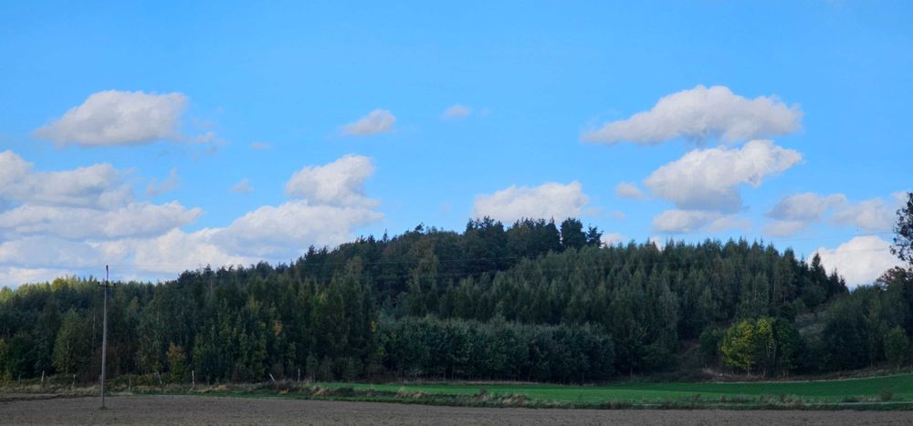 Sprzedam Las 7.5ha