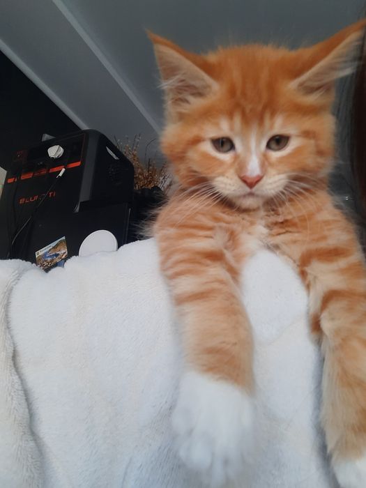 Мейн-кун кошенята