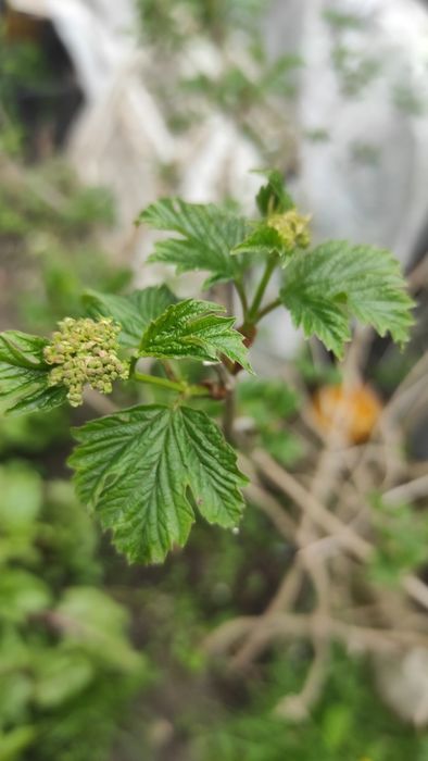 Кущ     калини  продам