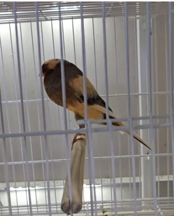 Canário Yorkshire vendo ou troco de 2024 grande porte e linhagem