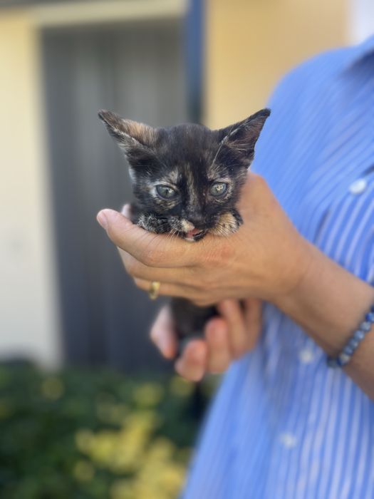 Gatinha para adopcao responsavel