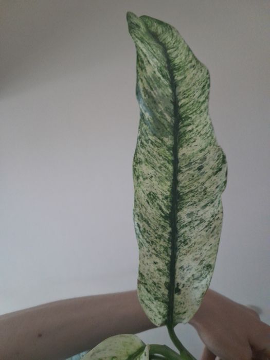 Roślina variegata doniczkowa epipremnum marble variegata rhaphidophora