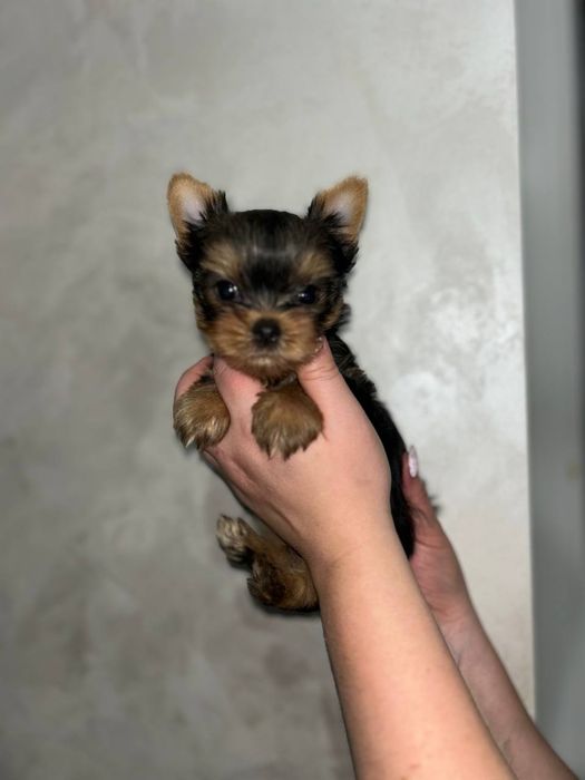 Продам йорка мінідівчинку