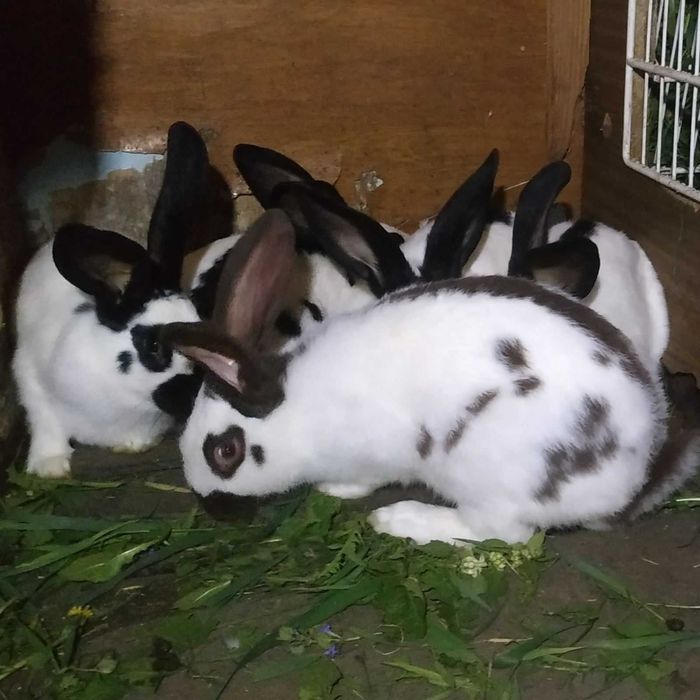 кролики кролички строкачі