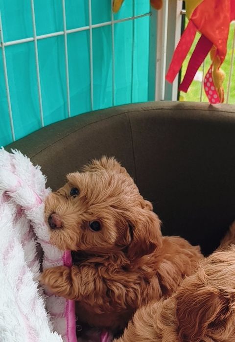 Maltipoo szczenię