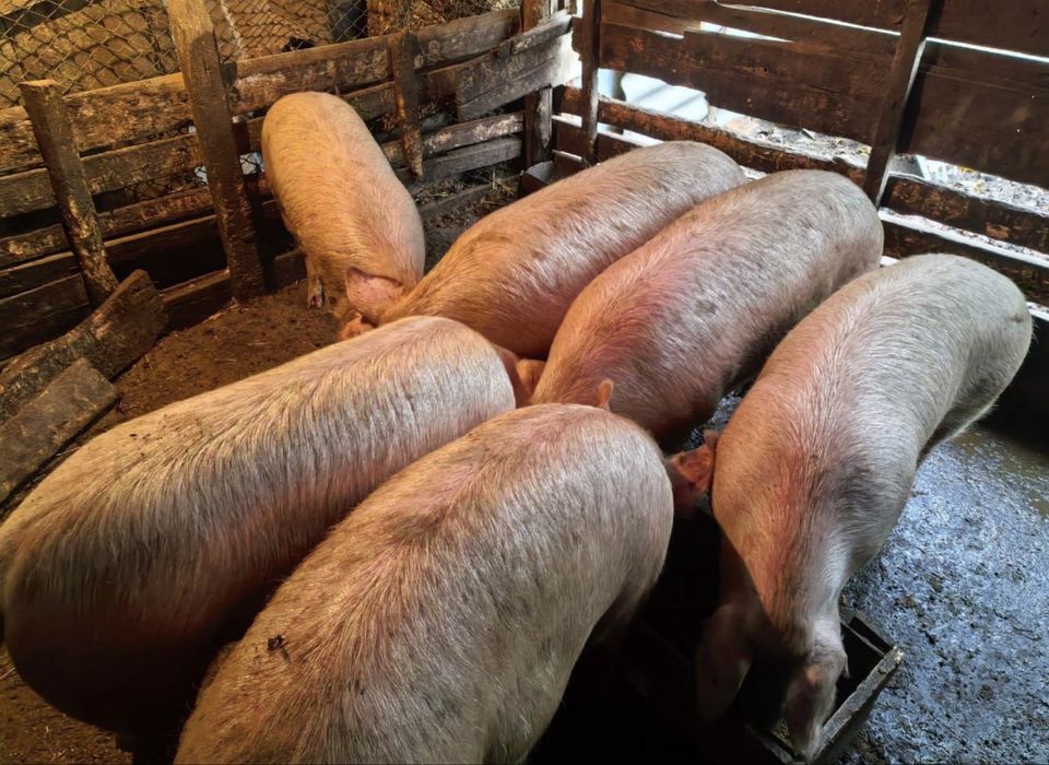 Свині, 95 грн/кг, мясного направлення, живою вагою