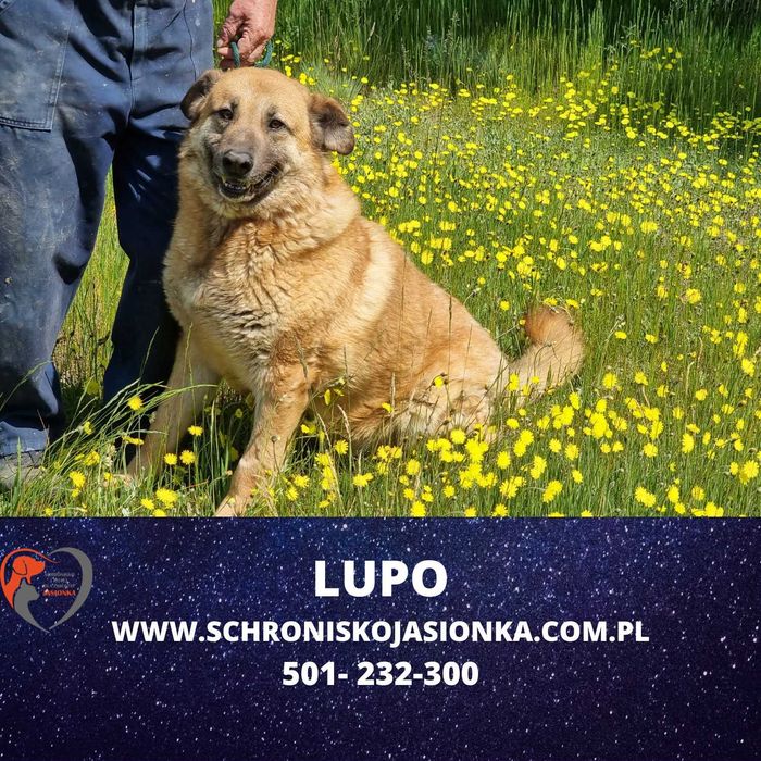 LUPO do adopcji – Schronisko Jasionka