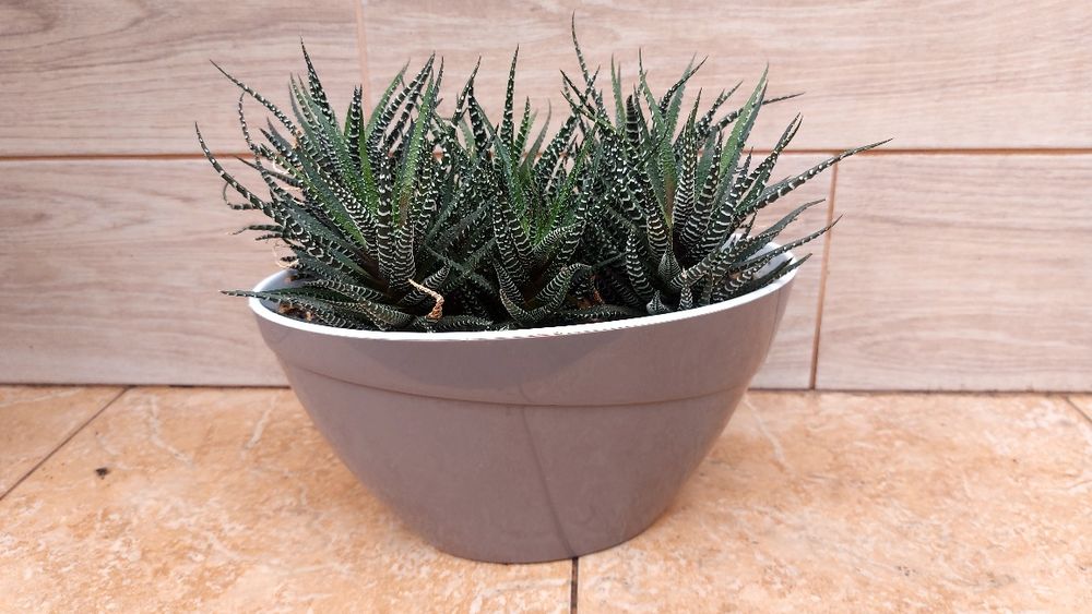 Обменяю на орхидею