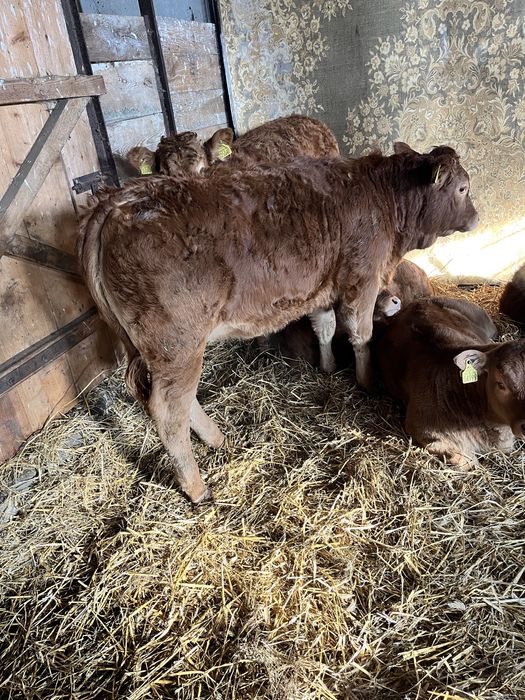 Jałówki LM odsadki