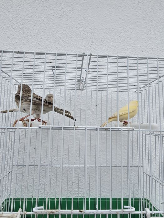 Canarias de 2024 e macho de 2025