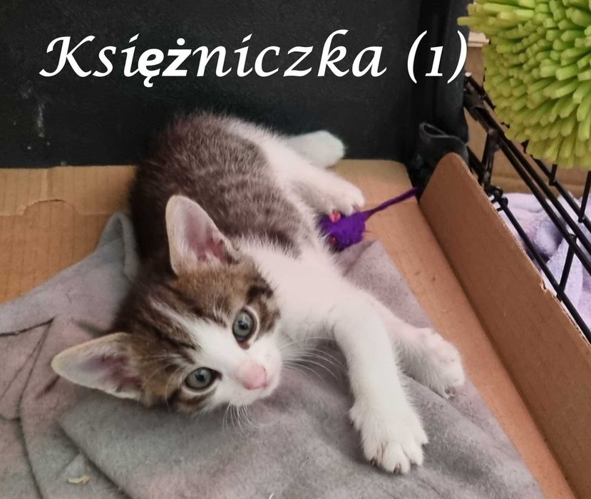 Cztery cudne małe kocięta szukają domów (już tylko dwa)