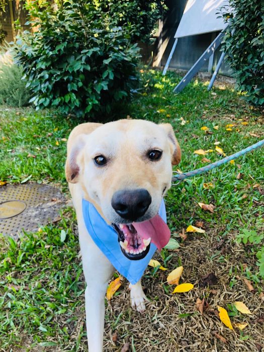 Loirinho - Cão jovem de porte medio/ grande