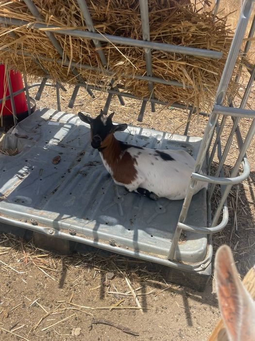 Cabras anã e bodi