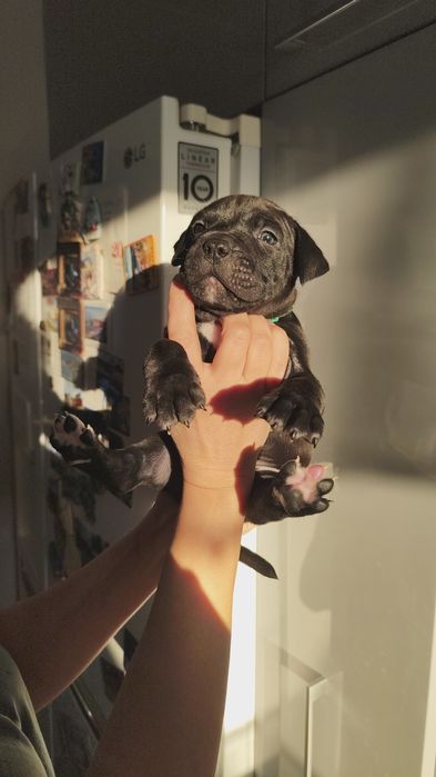 Amstaff  American staffordshire terier Amstaff suka pies