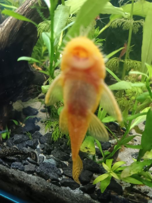 Glonojad ancistrus lemon