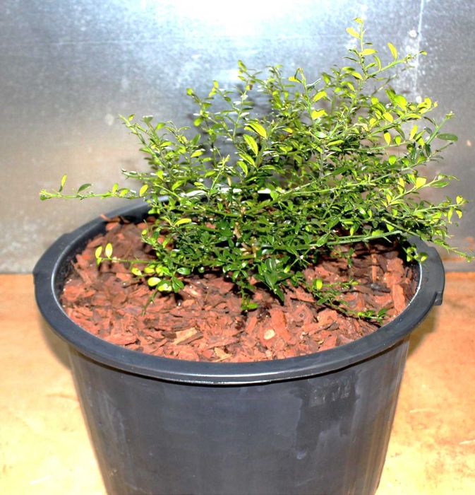 Red finger Limes / Limões Finger Vermelhos